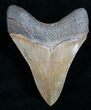Megalodon Tooth - Beautiful Blade #9943-2